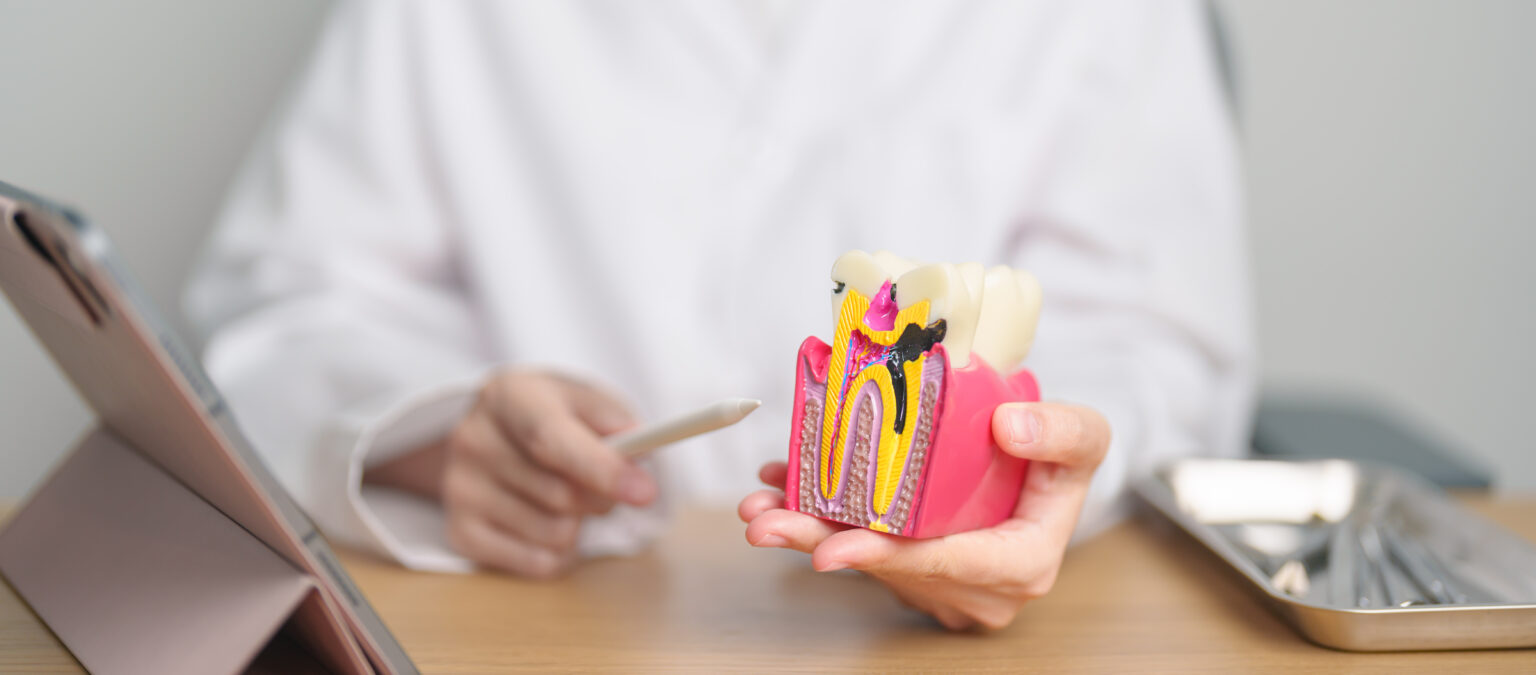 Basic Anatomy of a Tooth: Understanding Its Structure & Surrounding Tissues