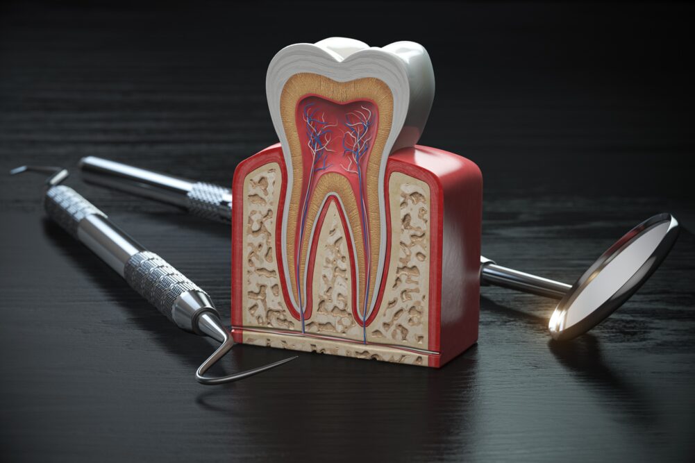 Cross-section model of a tooth showing nerves, pulp, and root structure used in root canal education